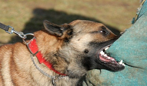 Nằm mơ thấy chó dí có điềm gì, đánh số đề bao nhiêu kubet 🎖 ku casino đăng ký kubet đăng nhập ku 24/7?